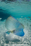 Napoleon Wrasse