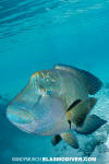 Napoleon Wrasse