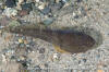 Northern Clingfish