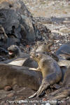 Northern Elephant Seal 