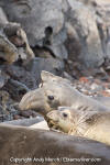 Northern Elephant Seal