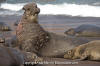 Northern Elephant Seal 