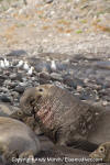 Northern Elephant Seal 011