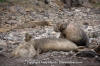 Northern Elephant Seal