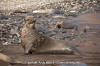 Northern Elephant Seal