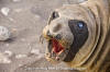 Northern Elephant Seal