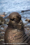 Northern Elephant Seal