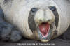 Northern Elephant Seal