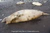 Northern Elephant Seal