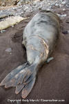 Northern Elephant Seal