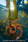 Northern Kelp Crab