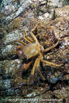 Northern Kelp Crab