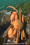 Northern Kelp Crab