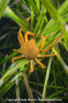 Northern Kelp Crab 