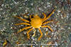 Northern Kelp Crab