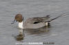 Northern Pintail 