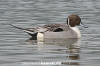 Northern Pintail