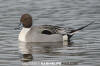 Northern Pintail