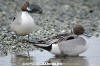 Northern Pintail