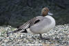 Northern Pintail