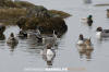 Northern Pintail