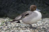 Northern Pintail