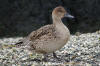 Northern Pintail