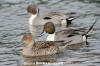 Northern Pintail