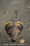 Northern Sea Robin