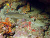 Nurse shark