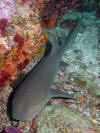 Nurse shark