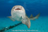 Nurse shark