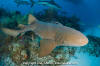 Nurse shark