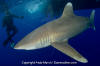 Oceanic Whitetip Shark