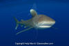 Oceanic Whitetip Shark