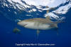 Oceanic Whitetip Shark