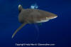 Oceanic Whitetip Shark