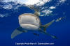 Oceanic Whitetip Shark