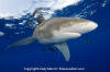 Oceanic Whitetip Shark