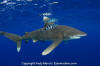 Oceanic Whitetip Shark