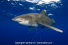 Oceanic Whitetip Shark