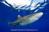 Oceanic Whitetip Shark