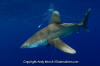 Oceanic Whitetip Shark