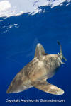 Oceanic Whitetip Shark