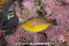 Orangeside Triggerfish