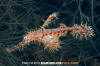 Ornate Ghost Pipefish