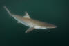 Pacific Sharpnose Shark