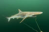 Pacific Sharpnose Shark Longline