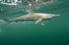 Pacific Sharpnose Shark Longline