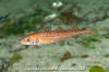 Pacific Cod Juvenile